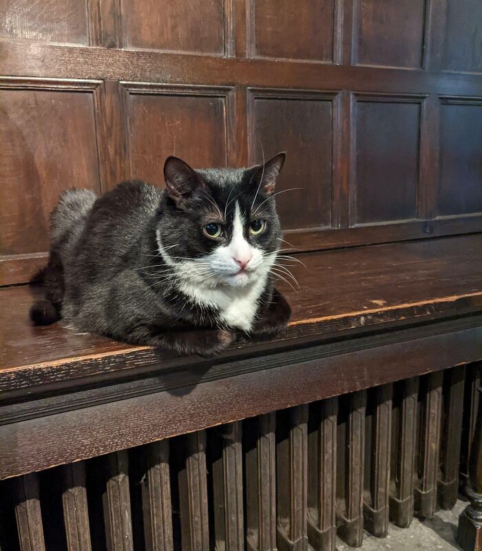 Black and white cat resting on a wooden bench, showcasing a hilariously blessed and godsent feline expression.
