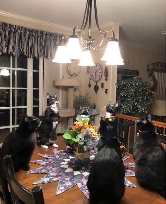 Five black and white cats gathered around a table in a cozy home, showcasing hilariously blessed moments of cats.