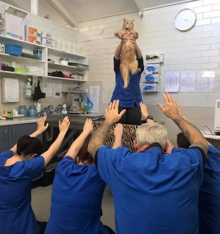 Group of people in blue uniforms raising hands toward a cat held high, showing hilariously blessed cats in a playful way.