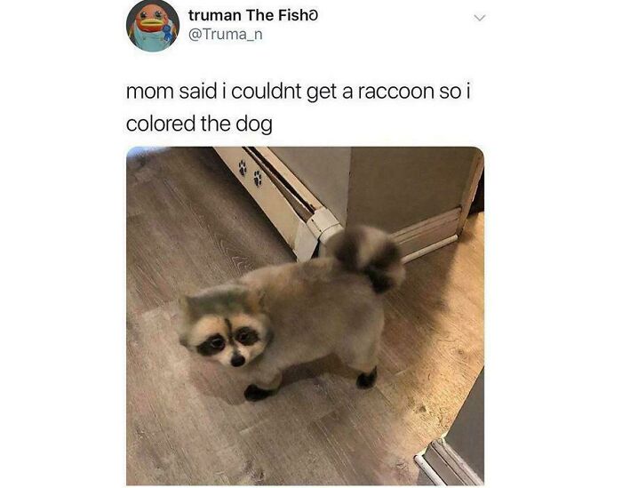Blessed_raccoon