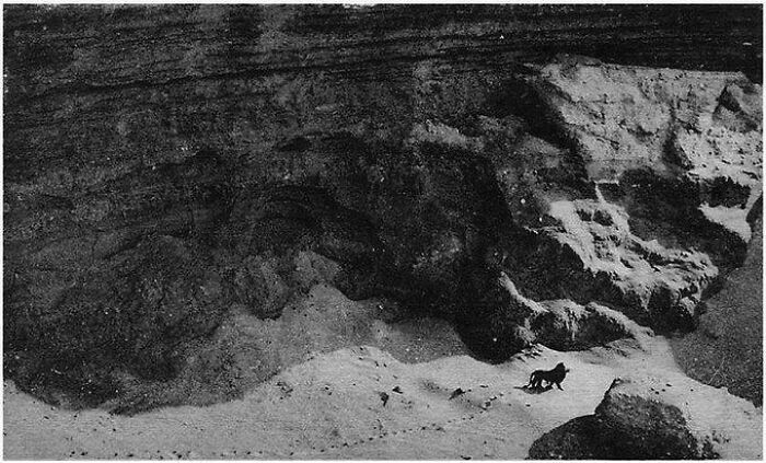 En 1925, un hombre que volaba de Casablanca a Dakar fotografió un león de Berbería en las montañas del Atlas. Esta foto es especial porque es la última imagen conocida de un león de Berbería salvaje antes de que se extinguieran