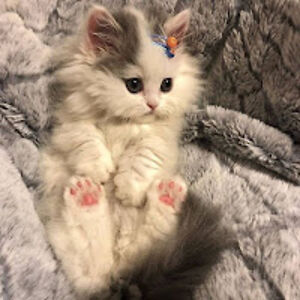 daantjevermeulen avatar