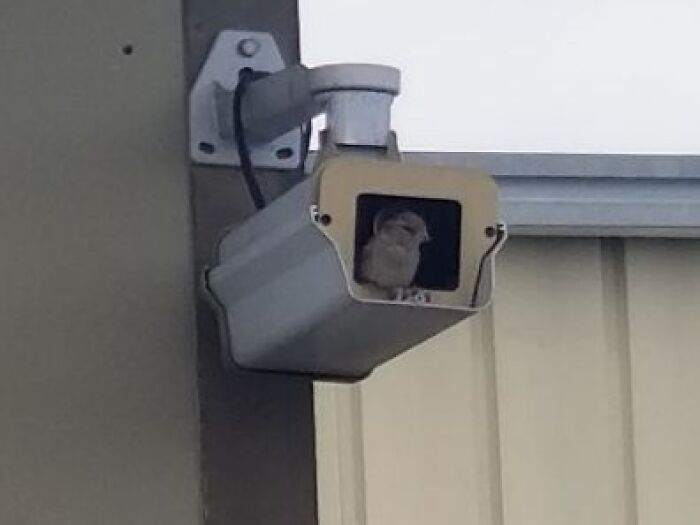 Ticket Said "Camera Flickers To Fuzzy Brown Image Often"