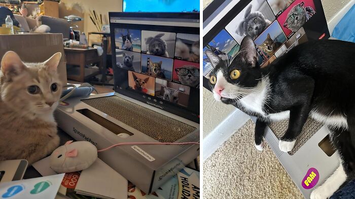 Keep Your Cat Off Your Keys With This Laptop Scratchpad 