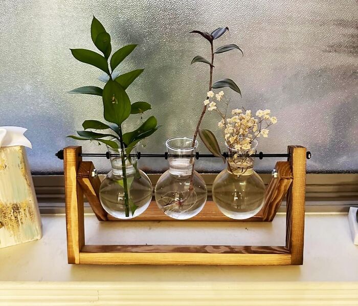 This Plant Terrarium Is 50% Science, 50% Sophistication 