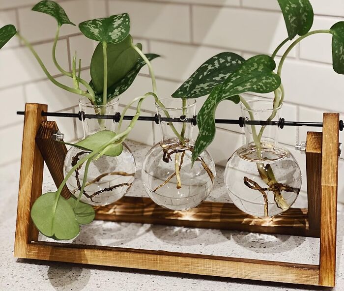 Propogating A New Plant Has Never Bean Easier Than With This Plant Terrarium 
