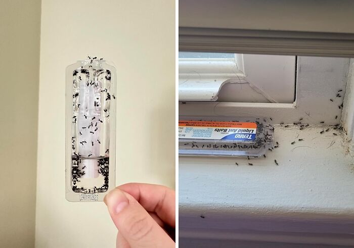 Try Liquid Ant Killer If You Don't Want Ants Ruining Your Picnic