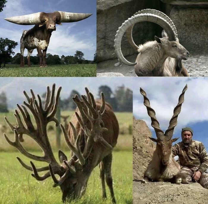 Estas unidades cornudas