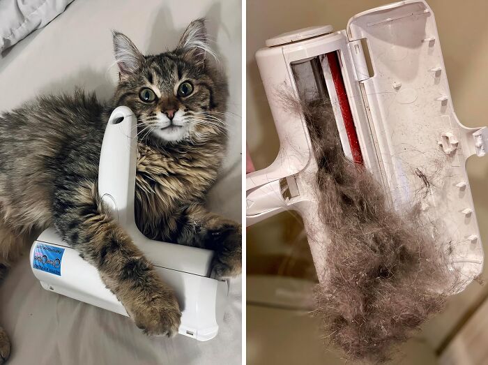 This Pet Hair Remover & Reusable Lint Roller Is Much More Effective Than The Alternative With Sticky Sheets
