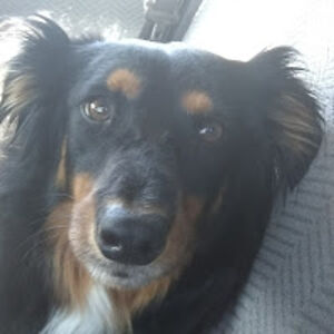 wolfprincessquinn avatar