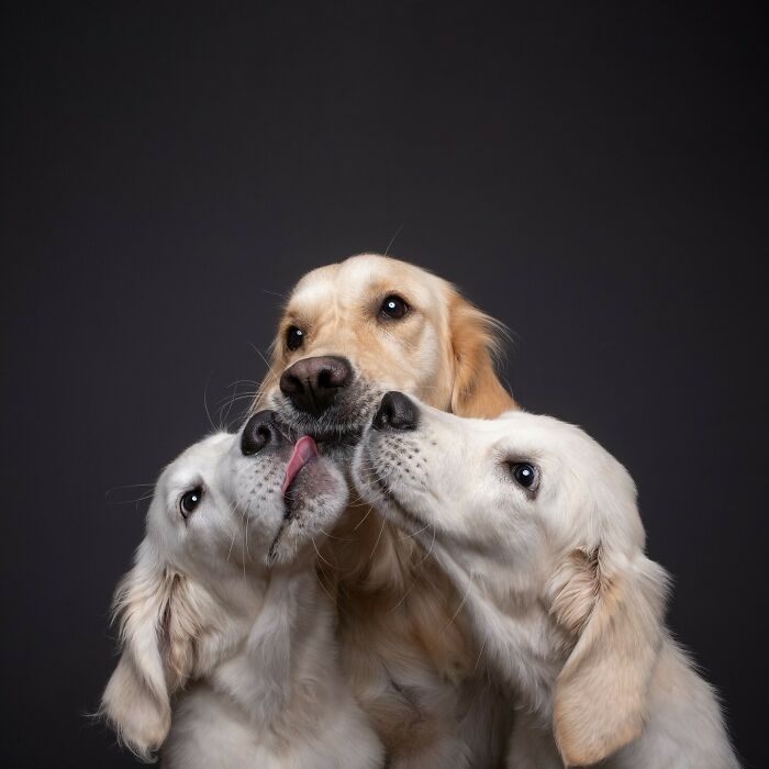 From Tragedy To Triumph: Elke Vogelsang’s Heartwarming Journey Into Dog Photography