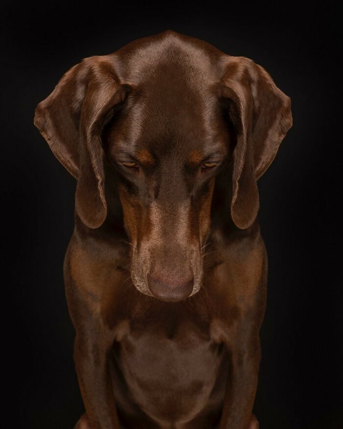 From Tragedy To Triumph: Elke Vogelsang’s Heartwarming Journey Into Dog Photography