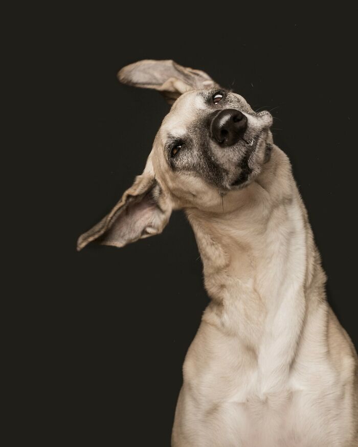 From Tragedy To Triumph: Elke Vogelsang’s Heartwarming Journey Into Dog Photography