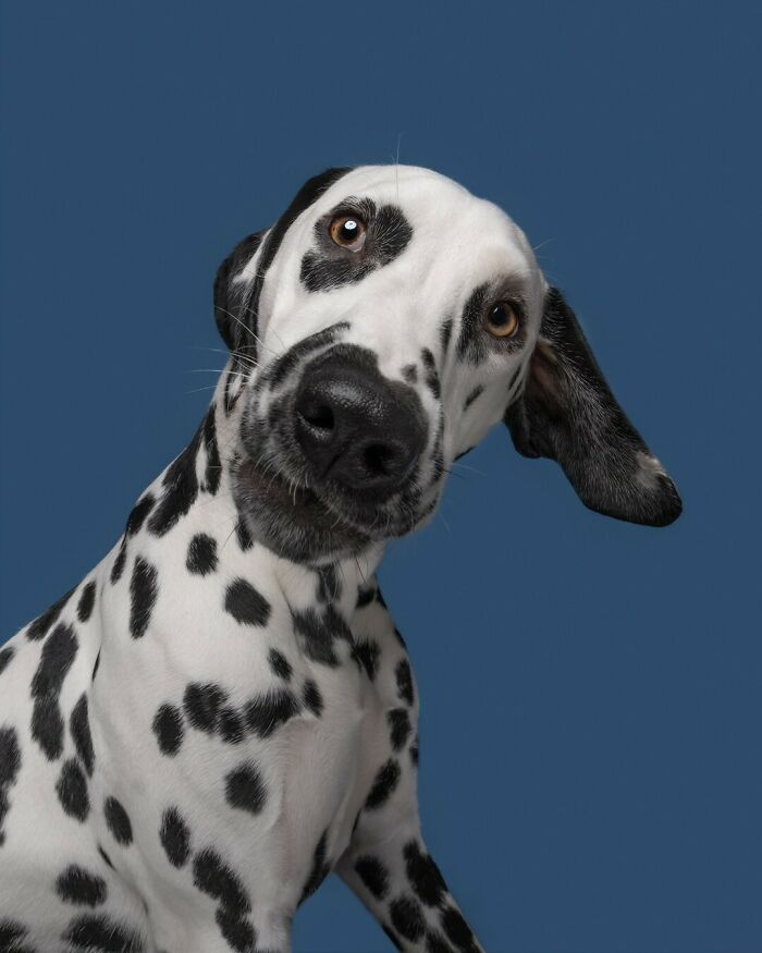 From Tragedy To Triumph: Elke Vogelsang’s Heartwarming Journey Into Dog Photography