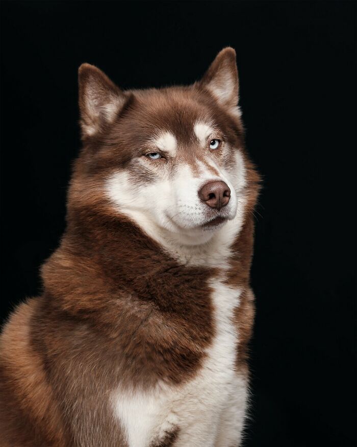 From Tragedy To Triumph: Elke Vogelsang’s Heartwarming Journey Into Dog Photography