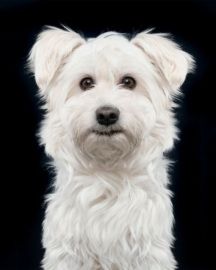 From Tragedy To Triumph: Elke Vogelsang’s Heartwarming Journey Into Dog Photography