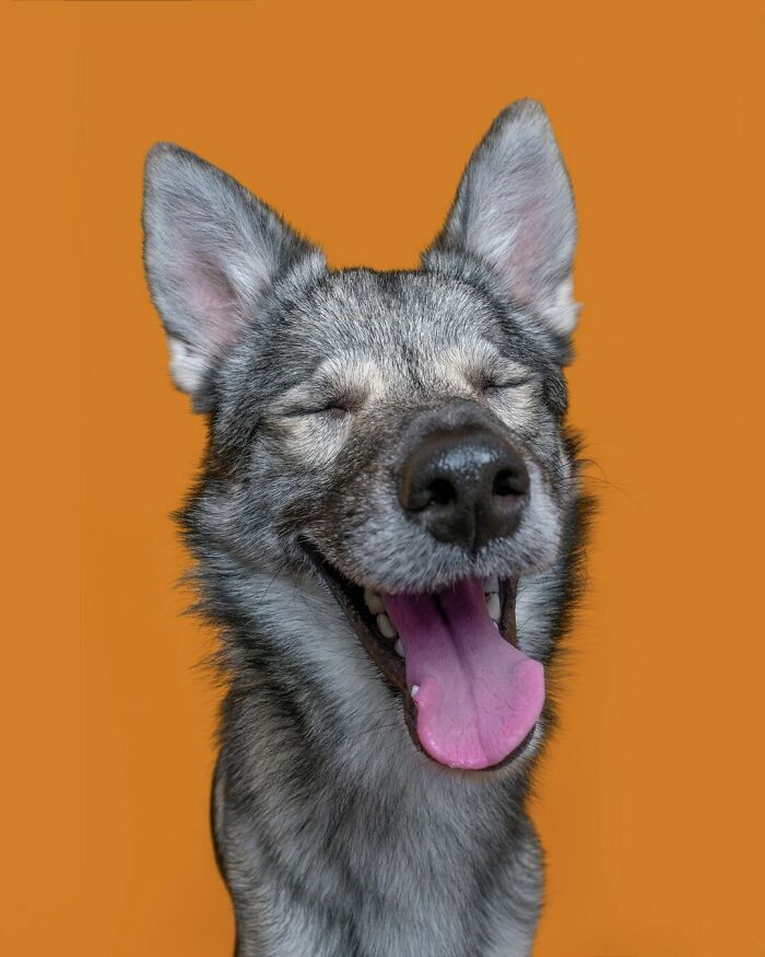 From Tragedy To Triumph: Elke Vogelsang’s Heartwarming Journey Into Dog Photography