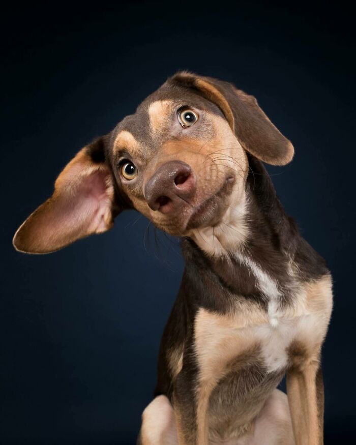 From Tragedy To Triumph: Elke Vogelsang’s Heartwarming Journey Into Dog Photography