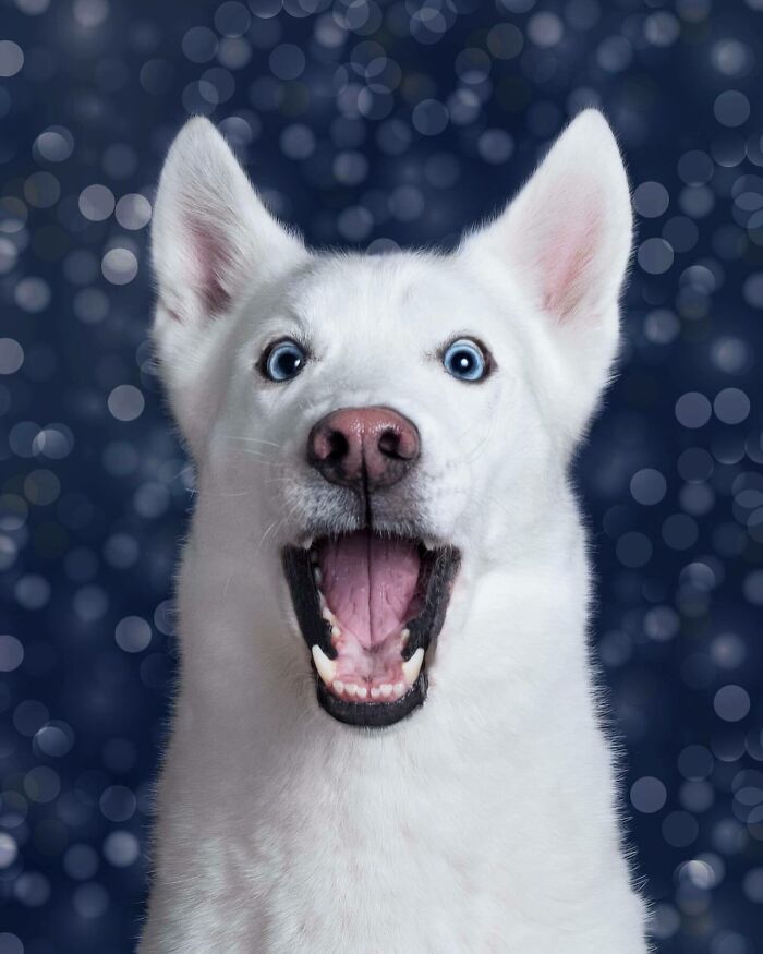 From Tragedy To Triumph: Elke Vogelsang’s Heartwarming Journey Into Dog Photography