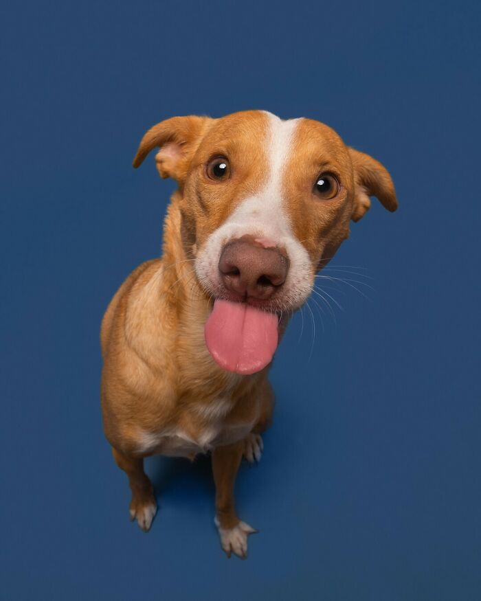 From Tragedy To Triumph: Elke Vogelsang’s Heartwarming Journey Into Dog Photography