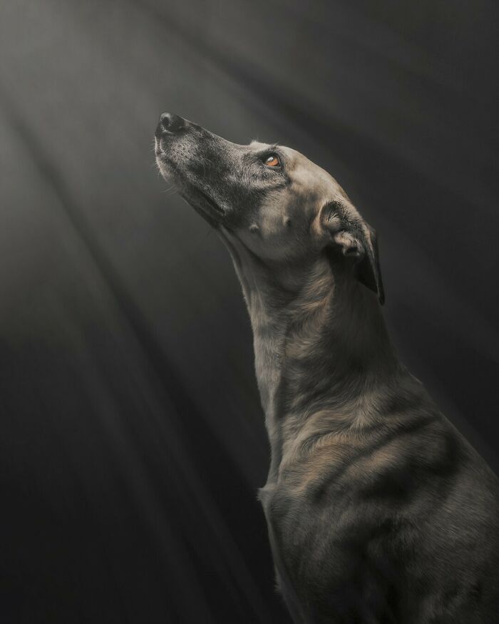 From Tragedy To Triumph: Elke Vogelsang’s Heartwarming Journey Into Dog Photography