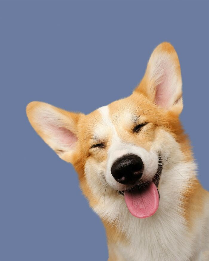 From Tragedy To Triumph: Elke Vogelsang’s Heartwarming Journey Into Dog Photography