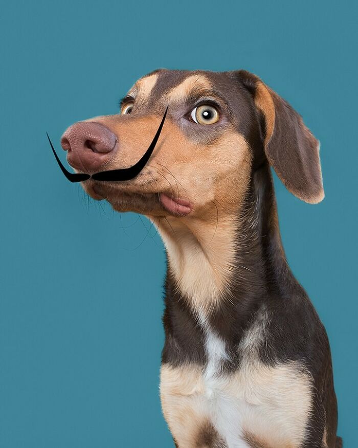 From Tragedy To Triumph: Elke Vogelsang’s Heartwarming Journey Into Dog Photography