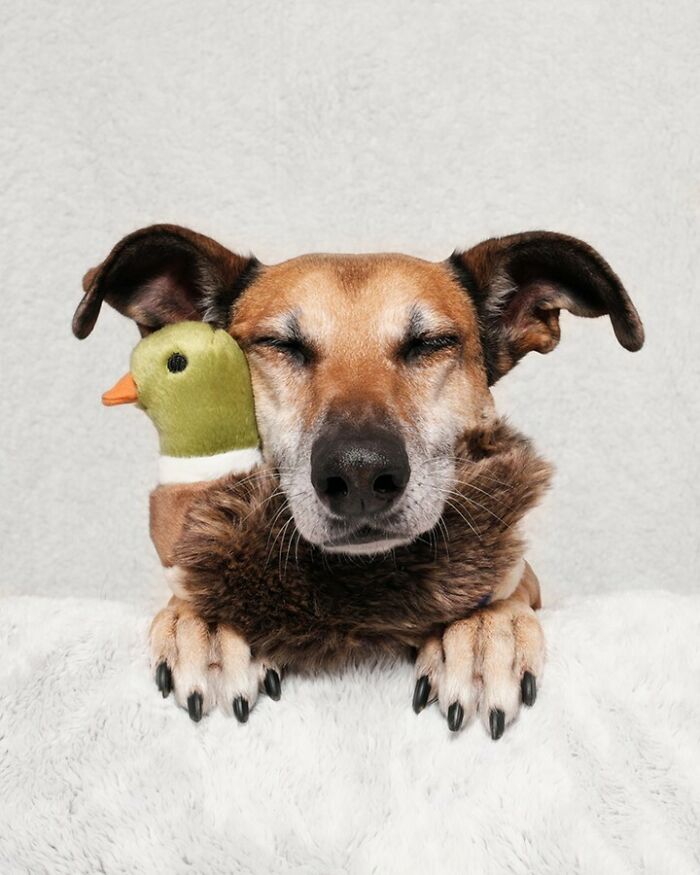 From Tragedy To Triumph: Elke Vogelsang’s Heartwarming Journey Into Dog Photography