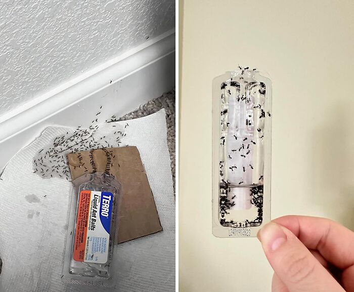  Liquid Ant Bait Is The Quick Sollution You Have Been Begging For