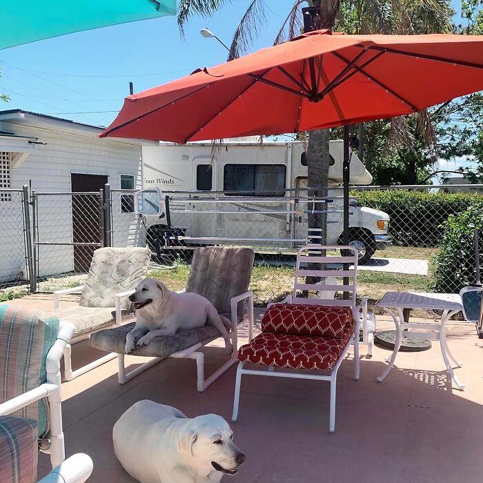 This Offset Patio Umbrella Does Away With That Pesky Pole In The Middle Of Your Conversation