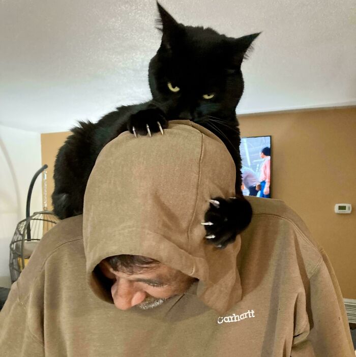 Black cat with sharp claws resting on a person's head, creating an adorable yet scary scene.