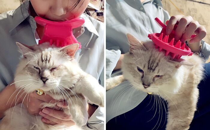 If You See Yourself As The True Mother Of Your Cat, Maybe This Tongue Grooming Cat Brush Is For You