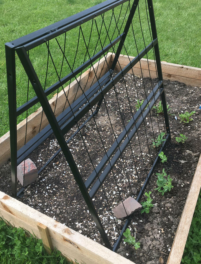 Someone On My Street Put Two Twin Bed Frames On The Curb. I Made One Into A Trellis