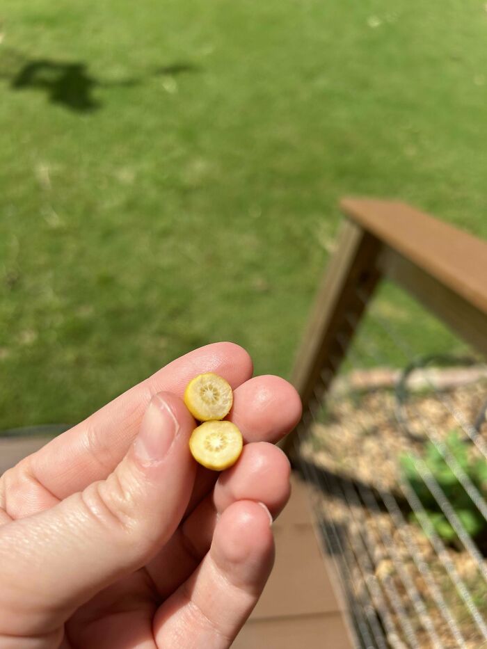 Fingers holding tiny sliced banana, illustrating a hilarious harvesting fail.