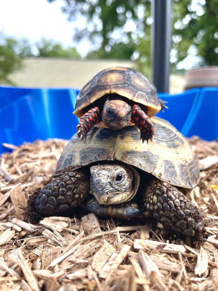 Newly Adopted Russian’s Beak…