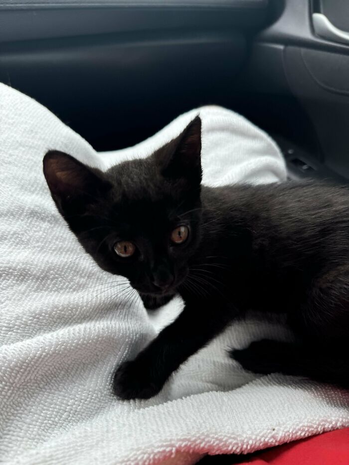 Got Our First Void ! Midnight Aka (Mimi)