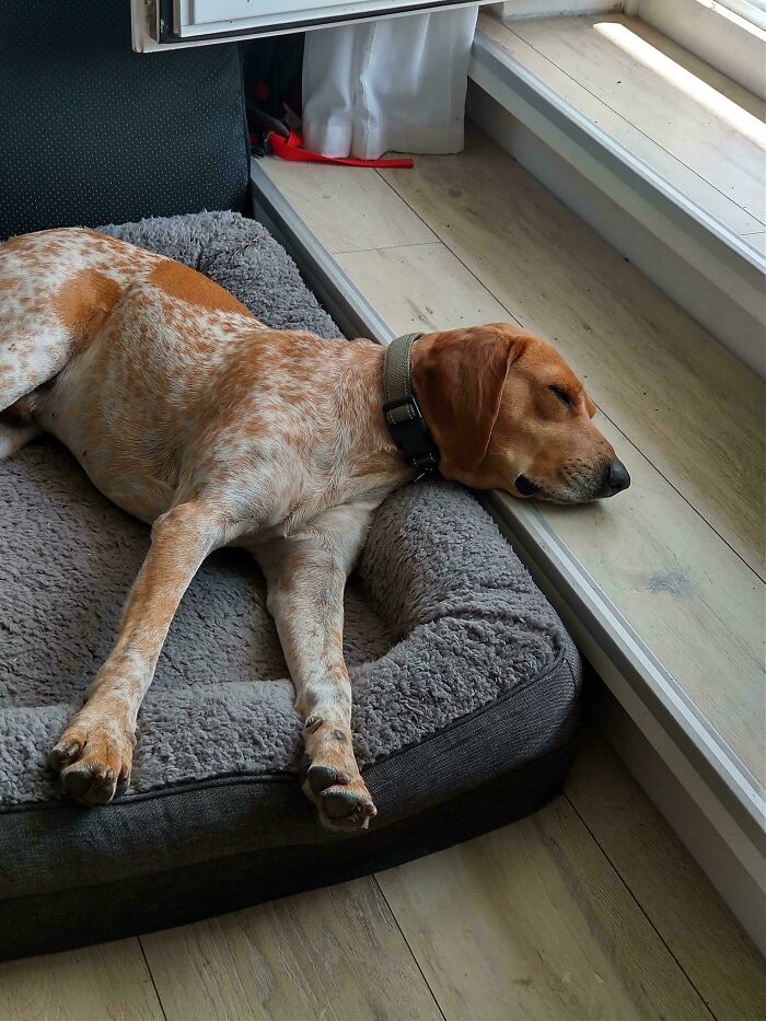 Adopted My Dog From A Rescue In Cypress - He Came Home On Sunday And Is Still A Sleepy Little Boy