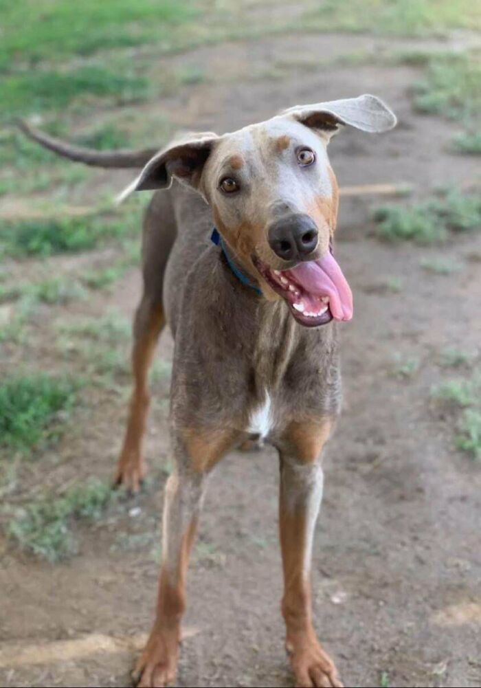 My Very First Doberman Comes Home In 4 Days!
