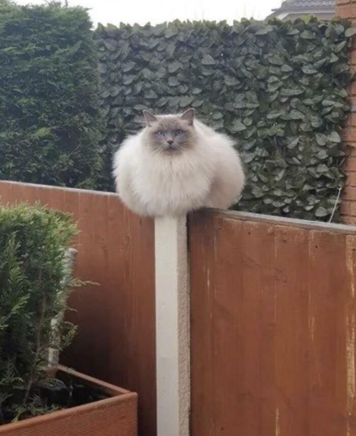 El tamaño de este diente de león