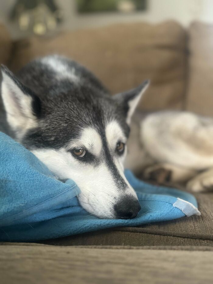 Adopted A Dog Recently