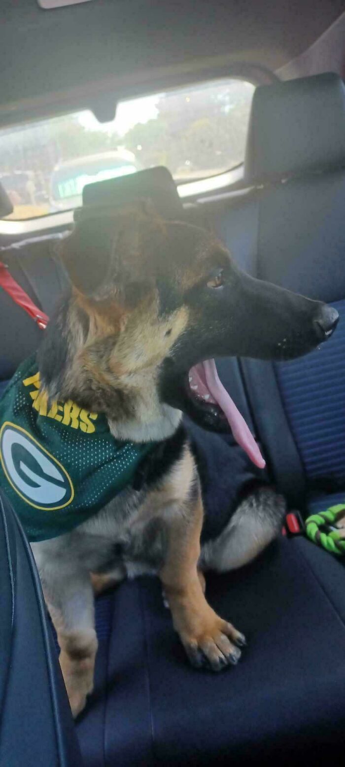 Meet Lambeau, My First Sheppy