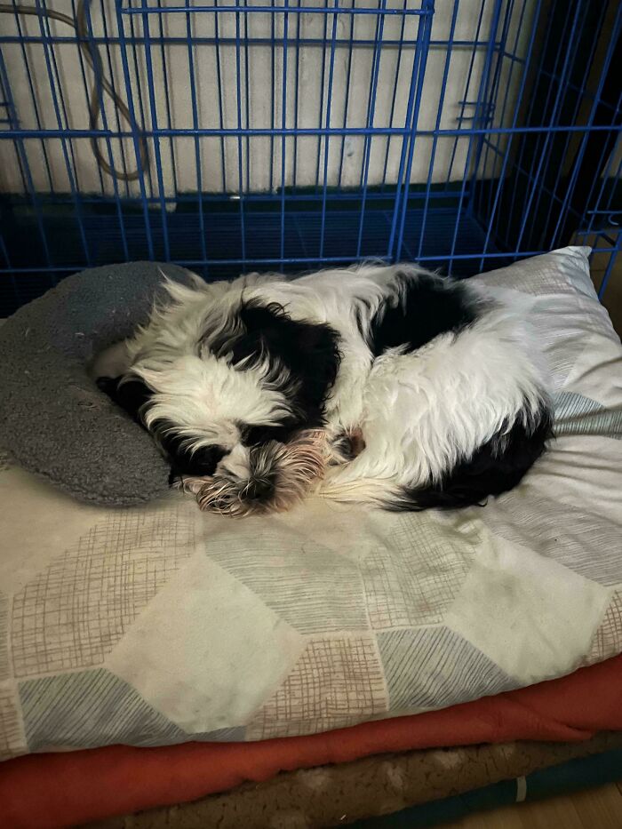 My First Ever Fur Baby!