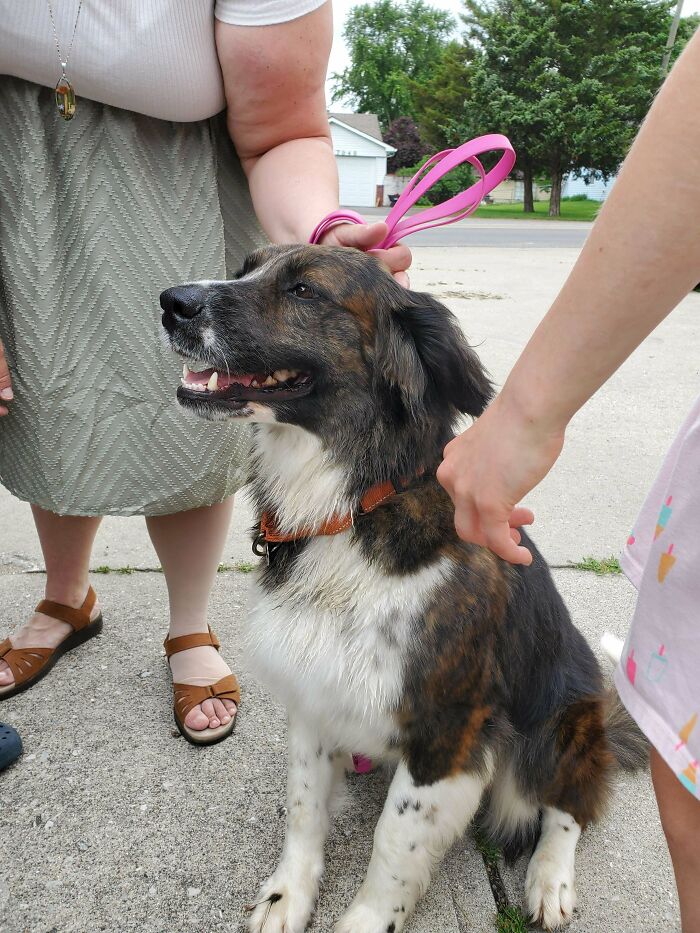 After Almost 10 Years Without A Dog We Just Adopted This Angel