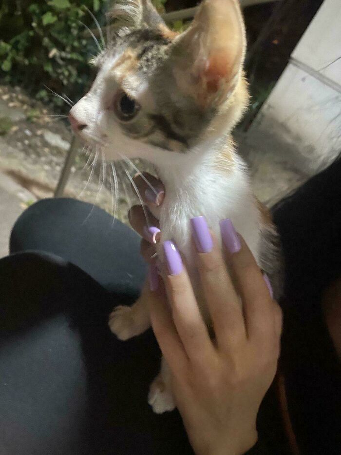 I Just Found This Baby Cat On The Street And I Adopted Her. I Named Her Daisy And She Will Be My New Friend
