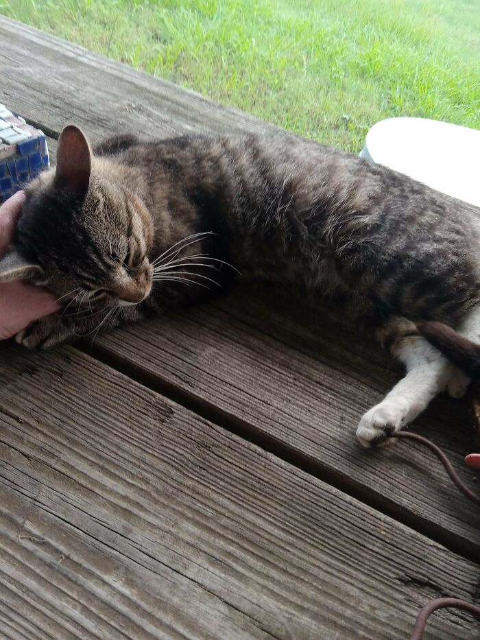 Y'all I Think I Just Got Adopted By A Cat