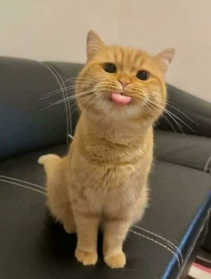 Cute And Funny Adopted Cat