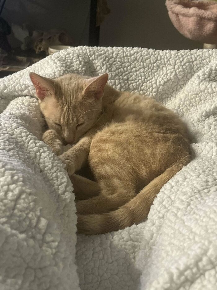 My Orange Girl Tabby. We Adopted Her So Our Current Cat, Pebbles, Can Have A Sister