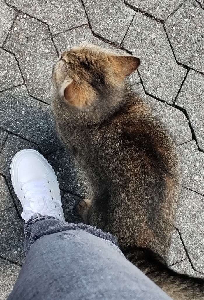 A Random Cat Adopted Me