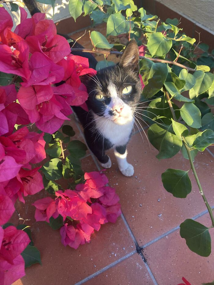 I Have Been Adopted (By A Cat)