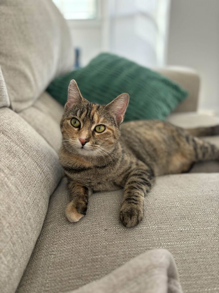 Our Little Torbie Girl Named Mariska!